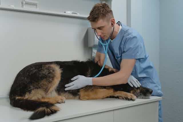 captar clientes para clínicas veterinarias