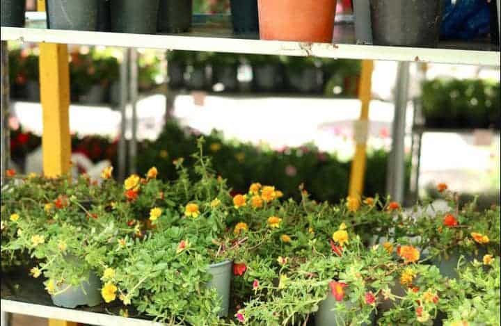 Floristeria en Játiva, Valencia 